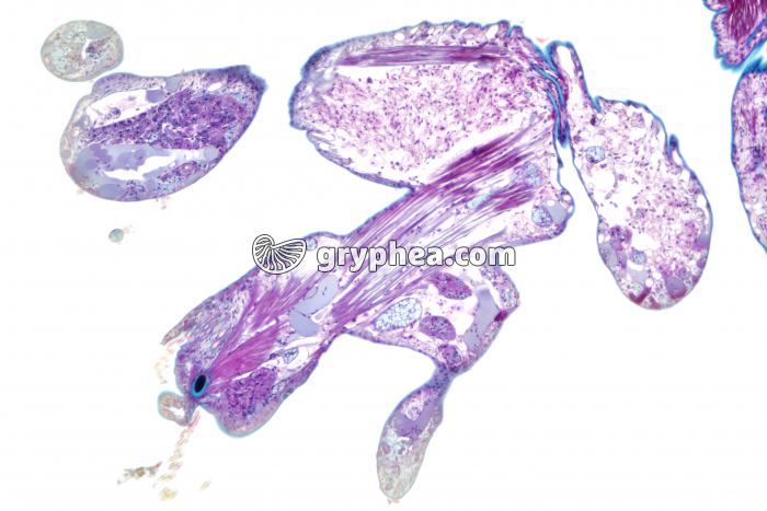 Parapode de Néréis x25 - gryphea.org
